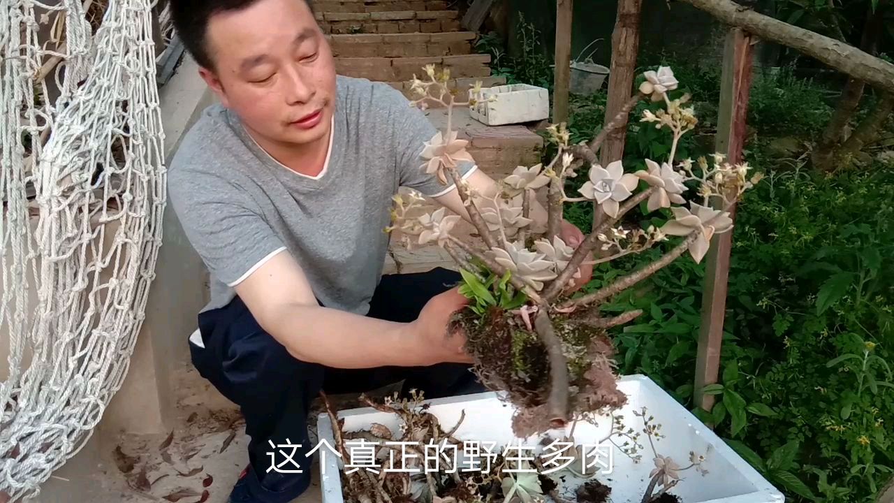 挖几棵纯野生的胧月多肉悬崖老桩,造型天然怎样