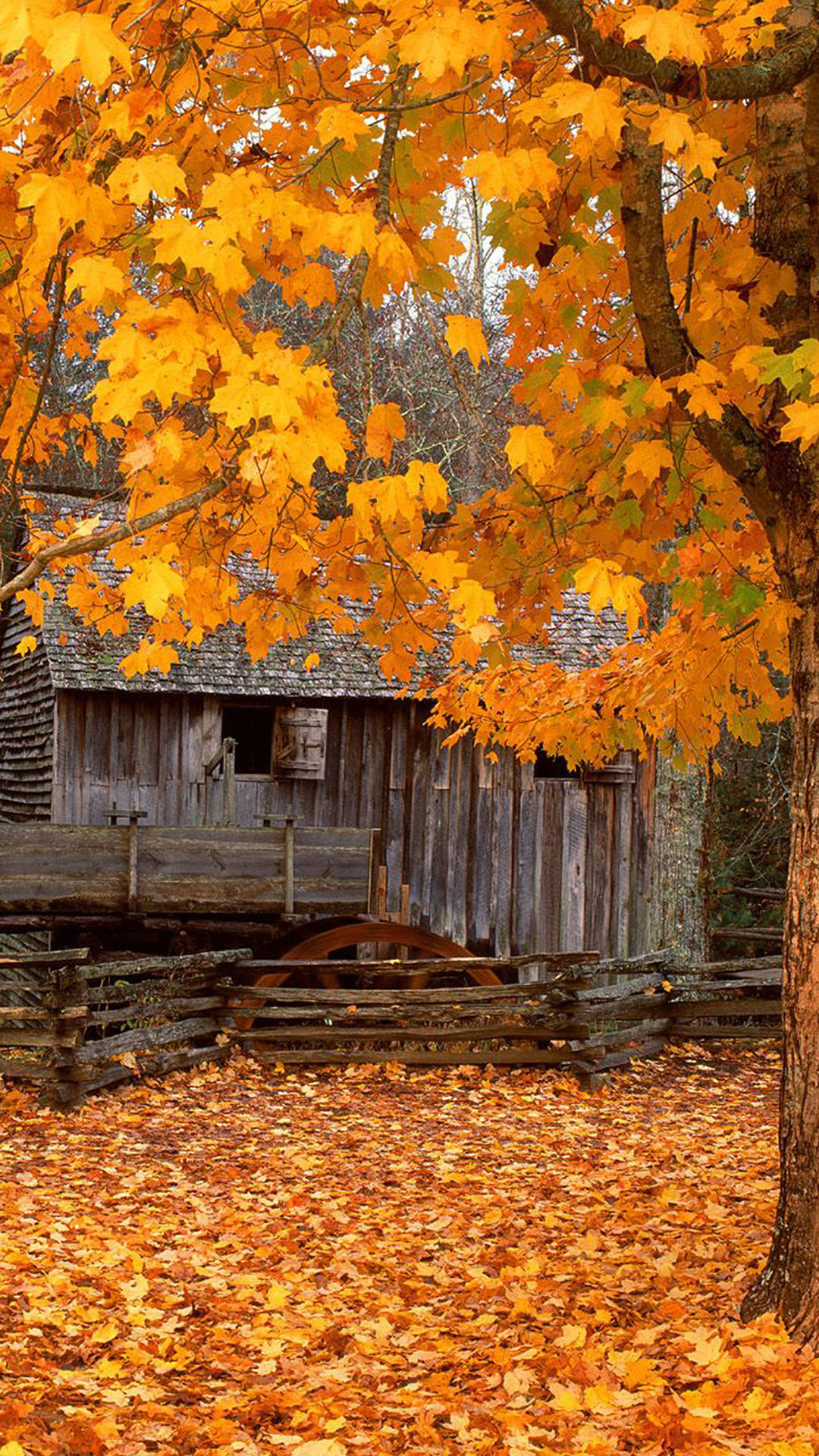 一组枫叶壁纸,喜欢点赞关注吧.