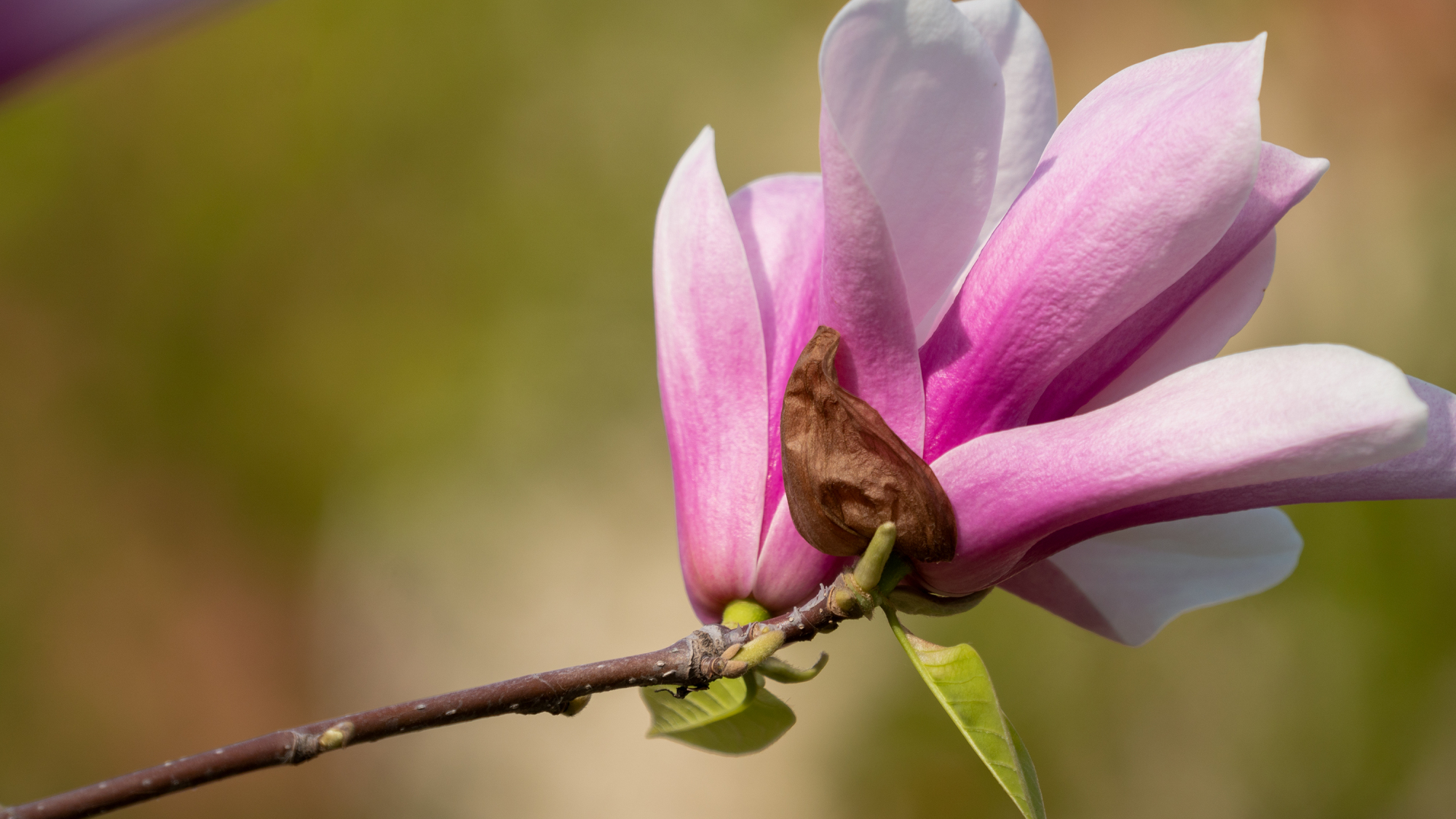 摄影作品:荷花玉兰