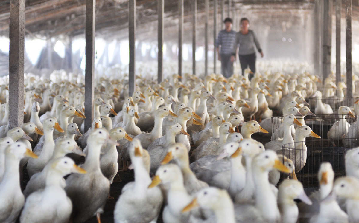 肉鸭冬季快速育肥技术要点