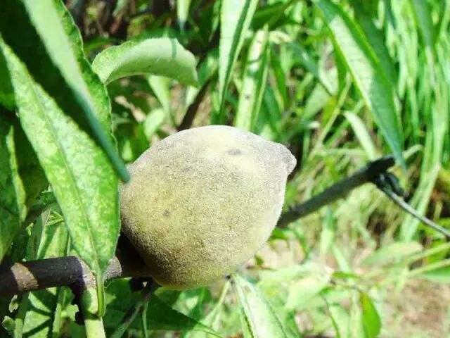 桃煤污病的发生及防治技术