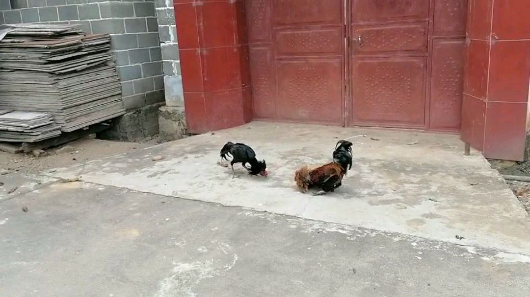 斗鸡就是厉害,虽然土鸡比它大很多,但是还是轻松打赢,太精彩了
