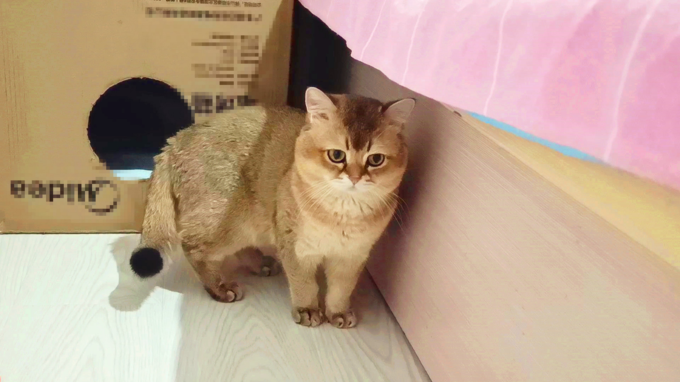 大家好,宠物之道《哎呦与偶像》今天的视频已经发出来了,谢谢大家的