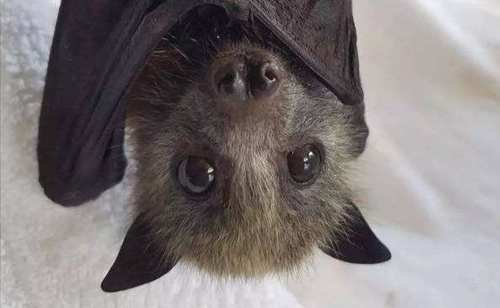 最凶猛的蝙蝠仅巴掌大 洪都拉斯白蝙蝠面部看上去像一只小猪