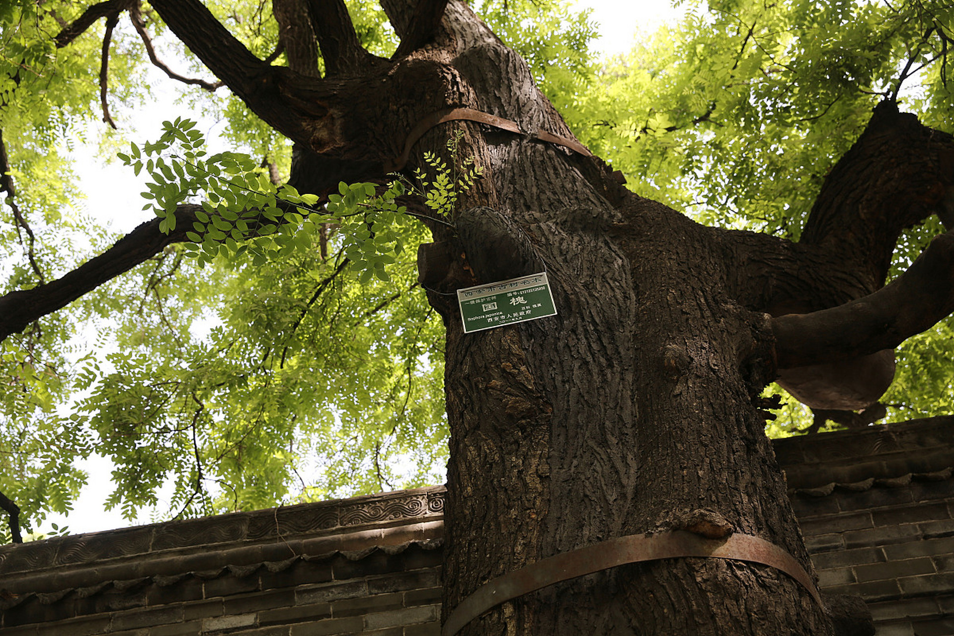 洪洞大槐树是位于山西省临汾市的一颗璀璨明珠,历经千年风霜,依然屹立