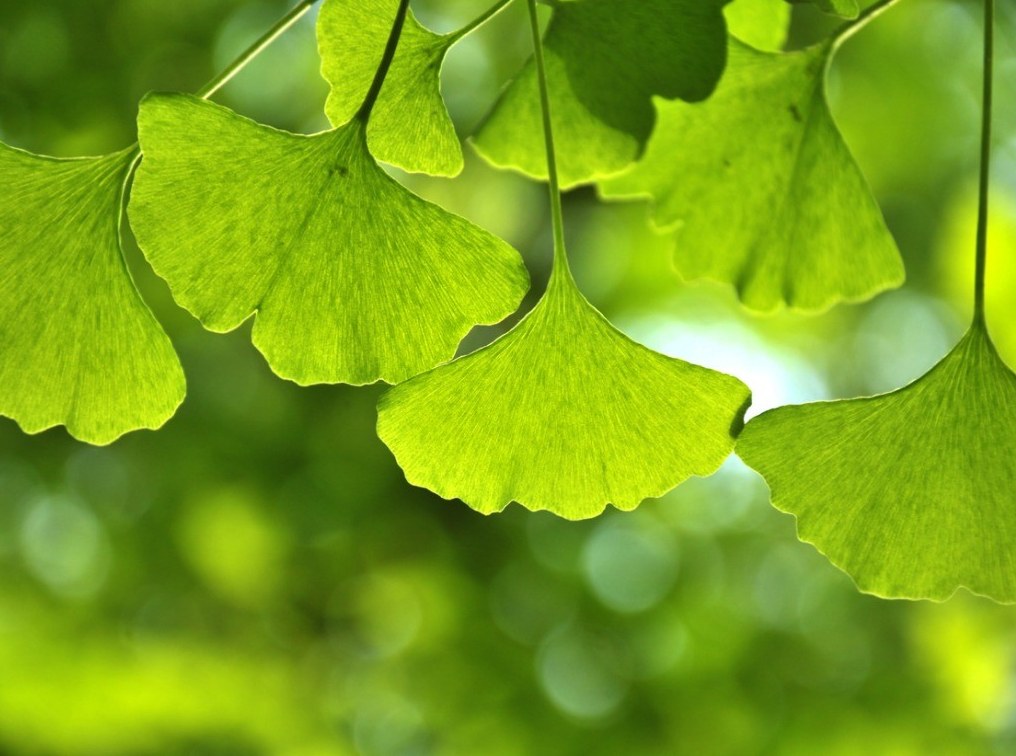 银杏果的种皮具有强酸,能保护种子,但它却被自己的树叶给坑了!