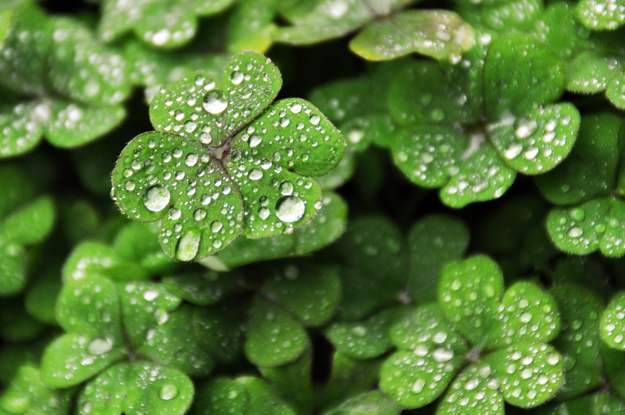 雨中的四叶草,晶莹剔透,如繁星般闪着熠熠光芒.