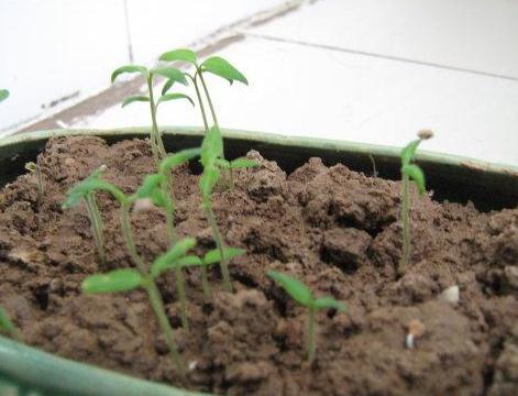 盆栽"圣女果",扔把土,浇点水,5天生根又发芽,年年果子管够