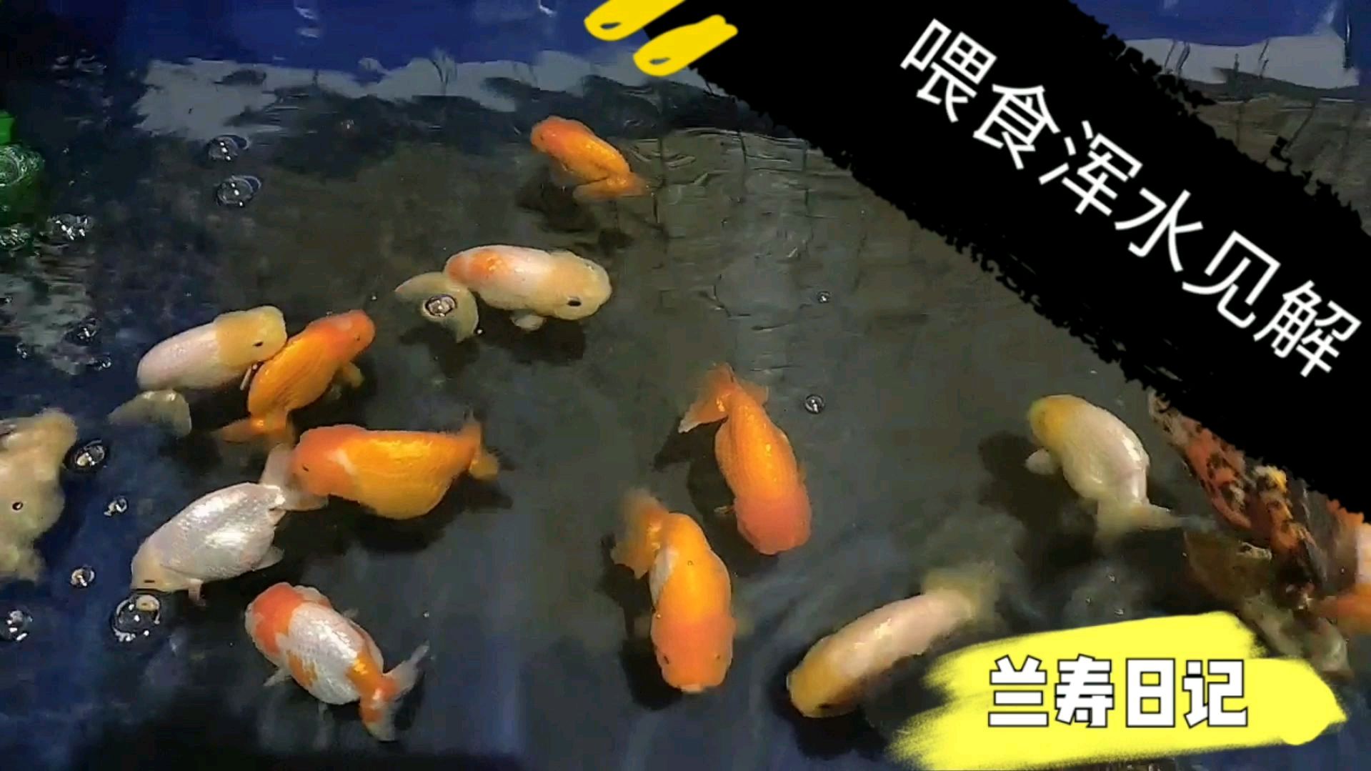 一大群兰寿金鱼向你游来 这感觉棒极了 赶紧喂点好吃的