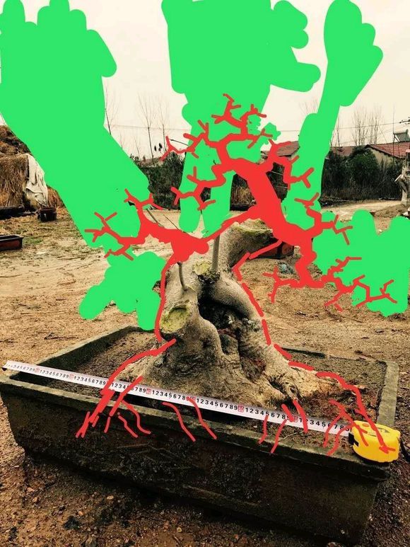 对节白蜡矮霸,自己做了两个盆景设计图,求大神指导点评!