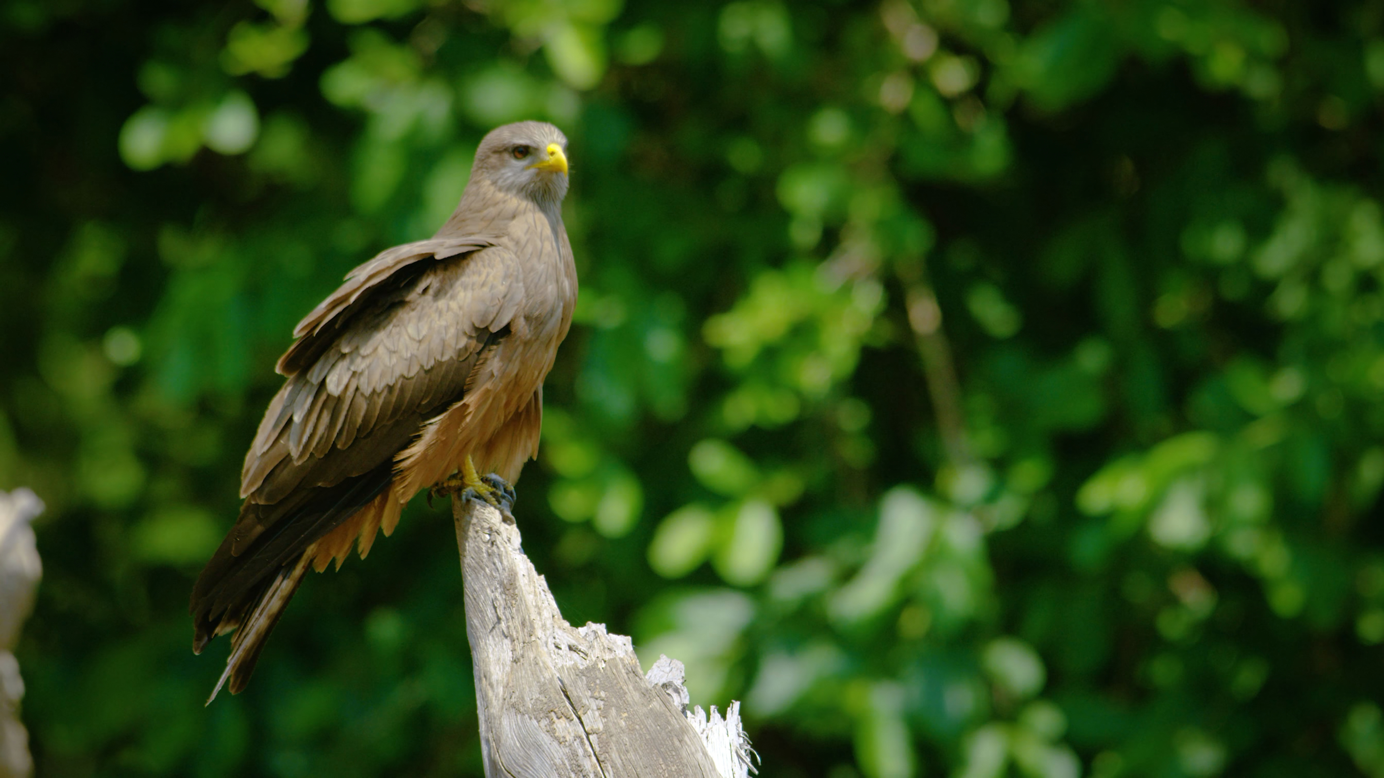 看一看风景 野生动物