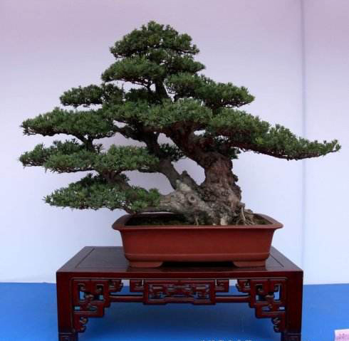 病虫害 病虫害常见病害有松类落叶病,叶枯病,落叶病,锈病等,用40%托布