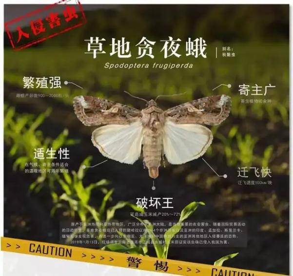 "妖蛾子"来袭,3省区67县见虫,农业农村部全力防控