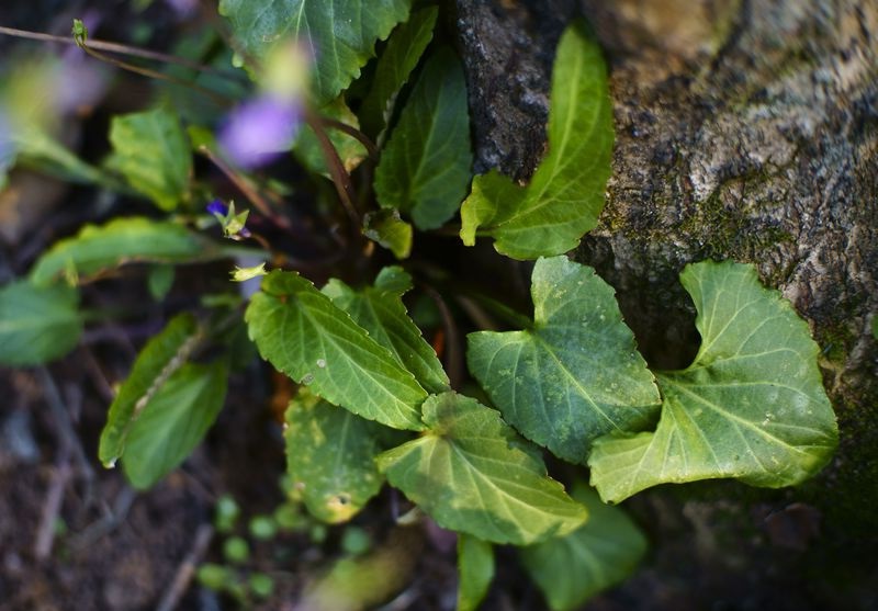 犁头草,别名心叶堇菜,玉如意,紫花地丁等,多年生草本.