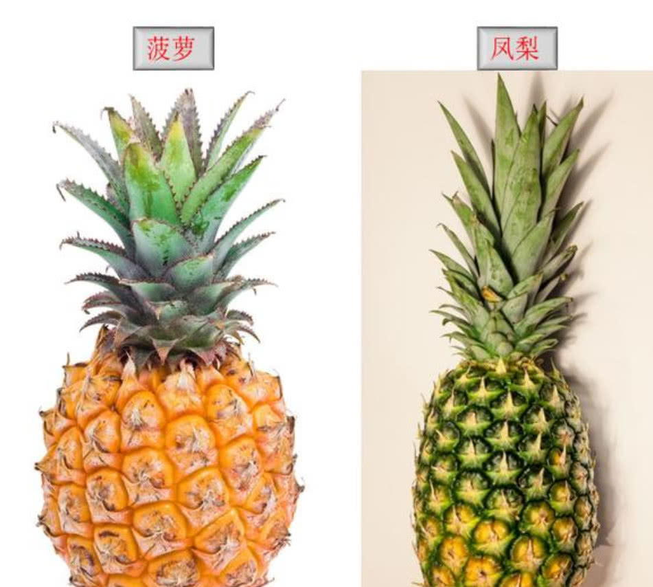 菠萝和凤梨,这到底是不是同一种水果?它们之间有什么区别?