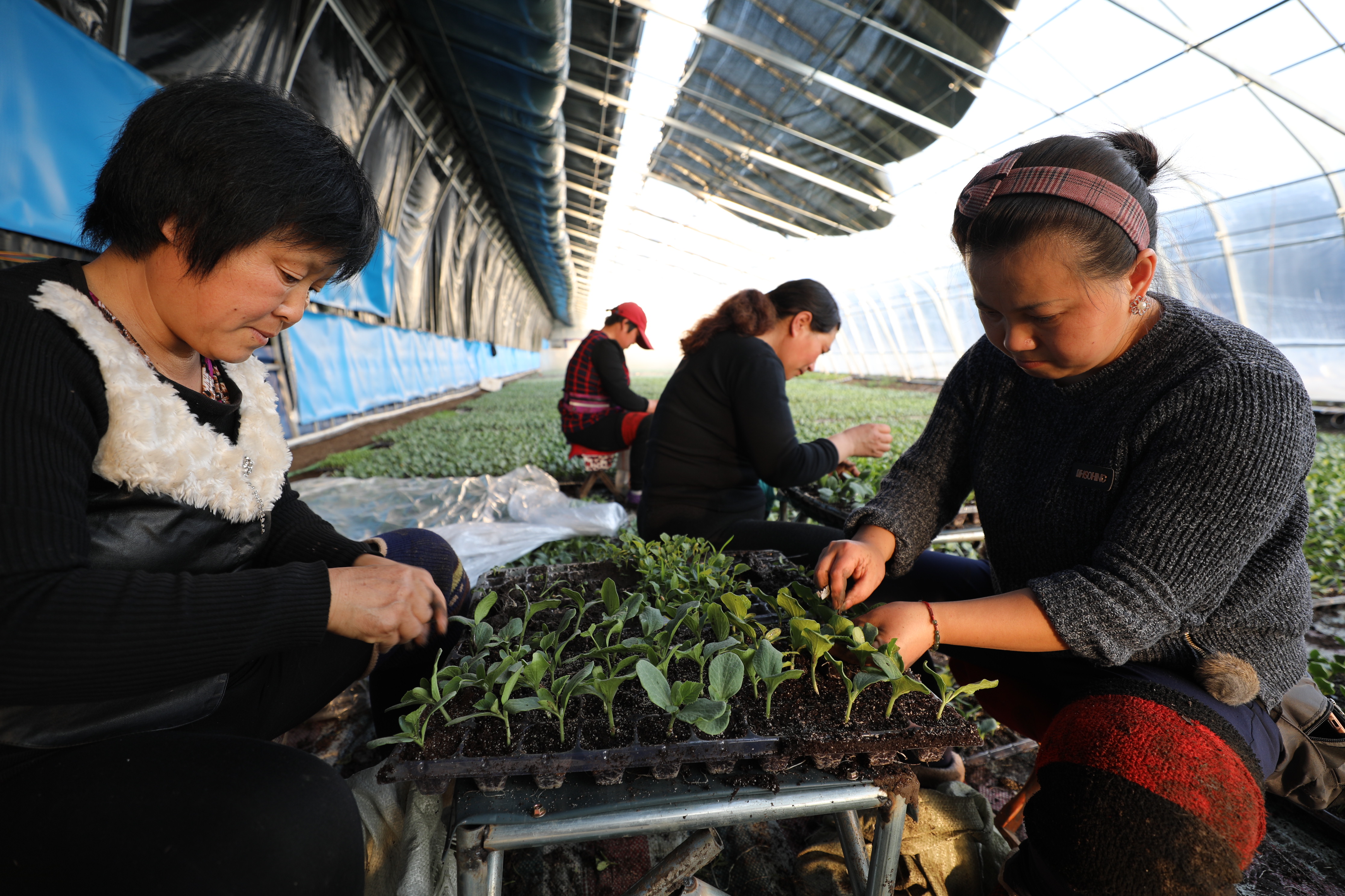 黑龙江依安:农民创业工作再传捷报