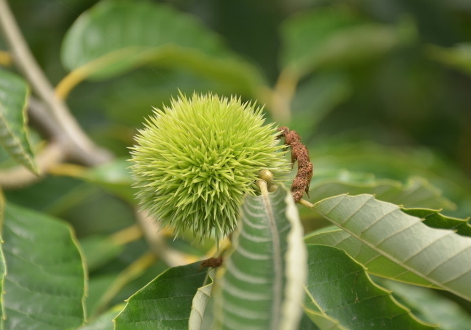 板栗树 - 热门商品专区