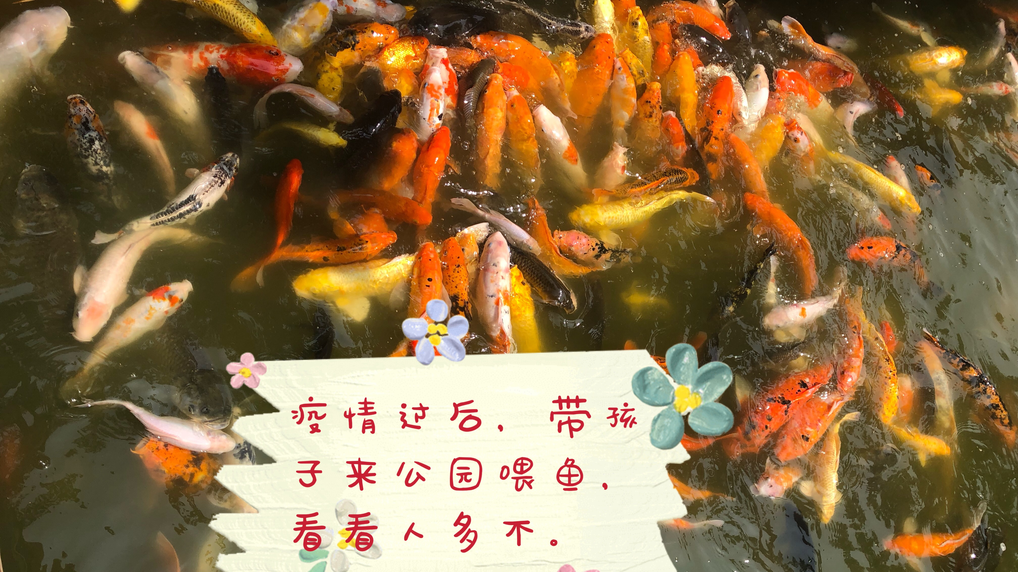 疫情3个多月,第一次带孩子来公园喂鱼,看看人多吗