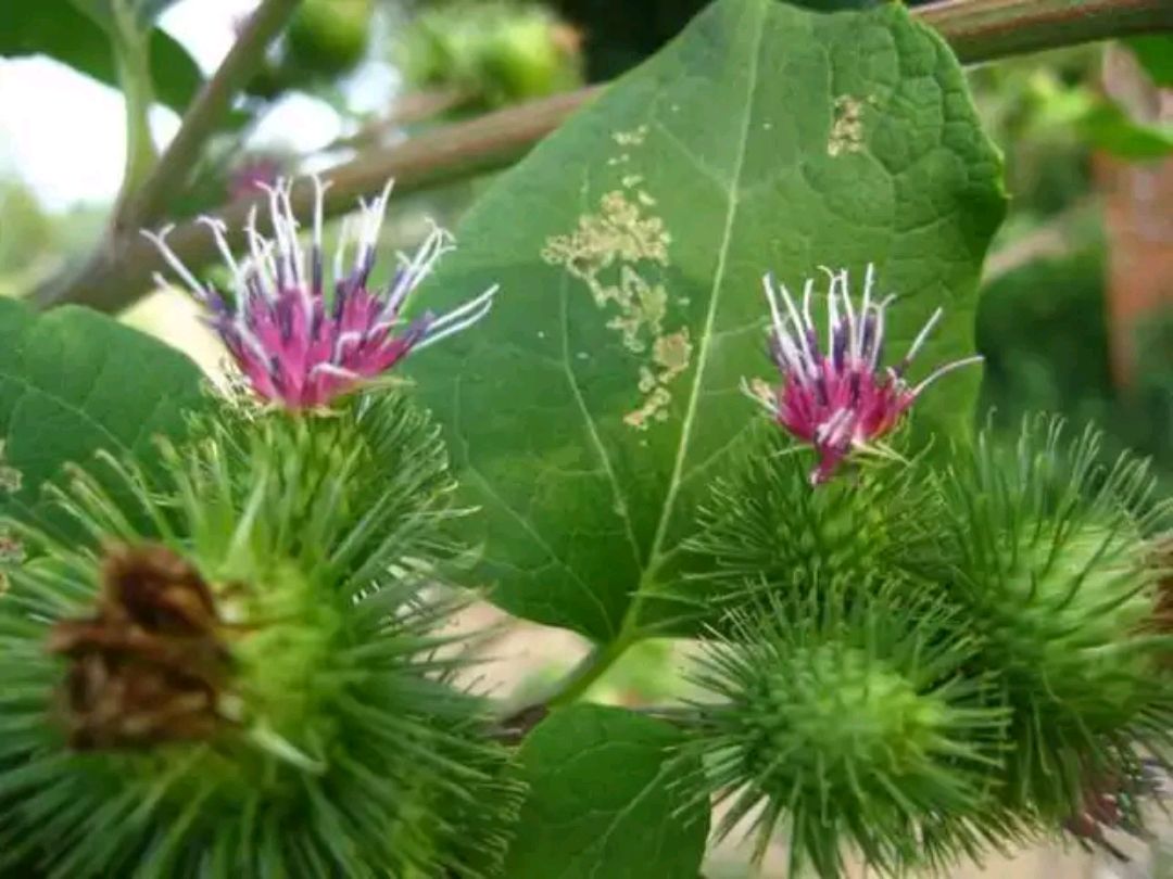 爷孙俩的中医故事—18—牛蒡子