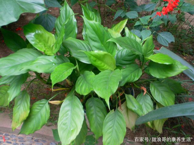 "自带毒性"的家庭花卉(系列之七)观叶赏花绿植"广东万年青"
