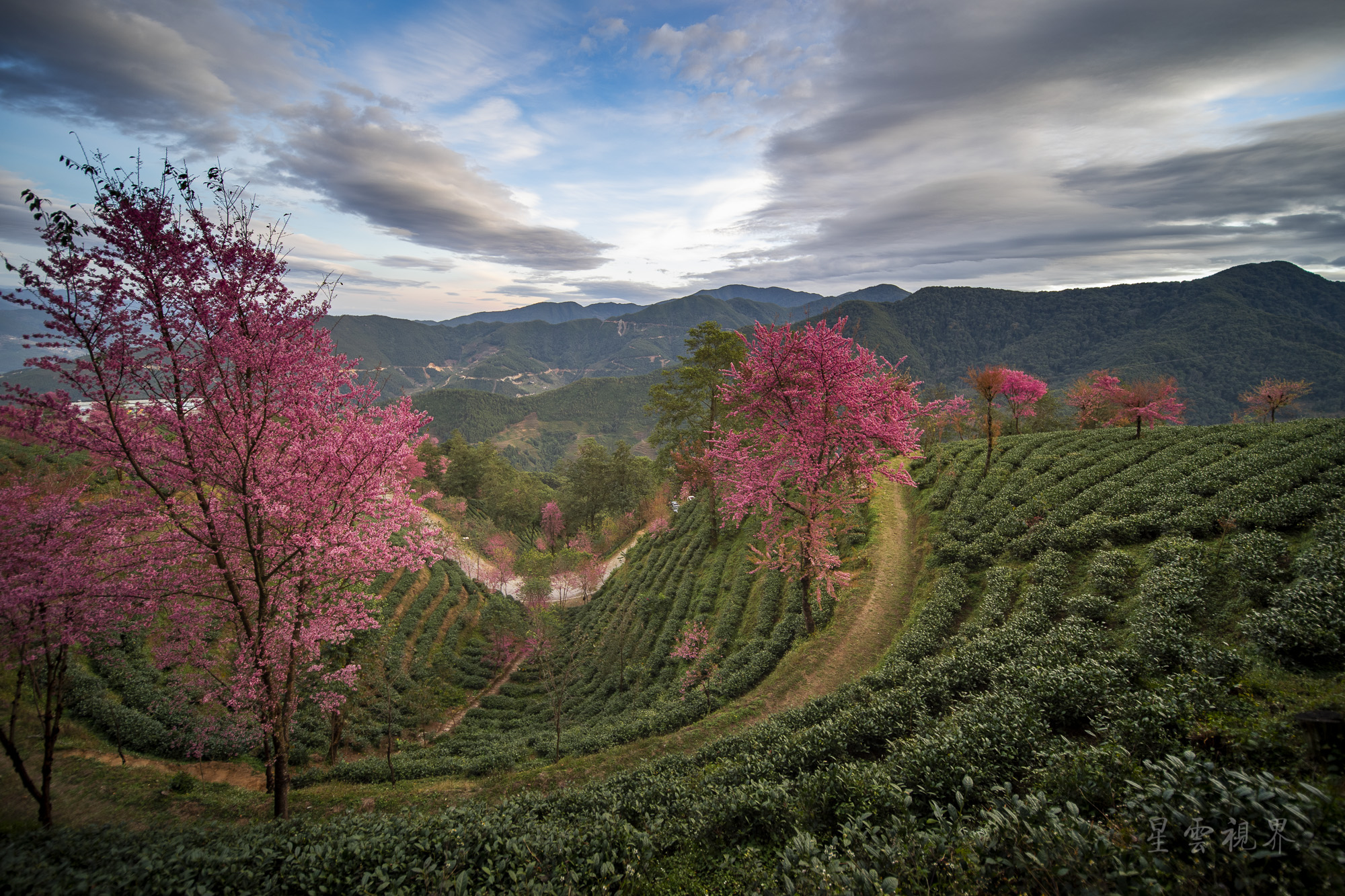 金庸笔下无量山冬樱盛开 发现最美最早春天