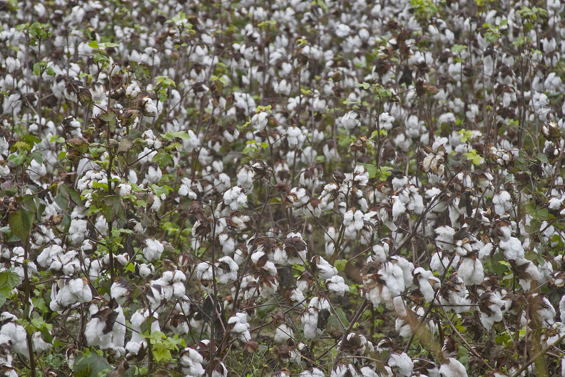 小麦扬花期农药使用需谨慎,应了解当地病虫害情况,选择低毒,高效,环保