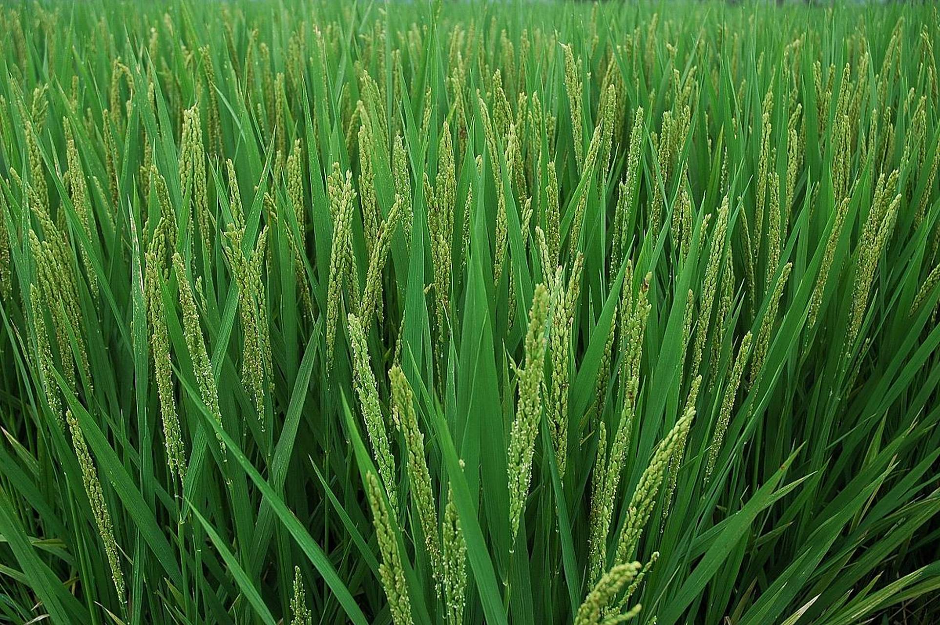 甜香优2115是一种高产杂交水稻品种,具有强适应性和抗逆性,在各地种植