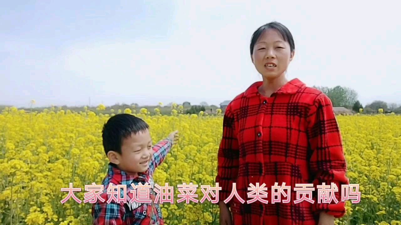 农作物油菜,花可以欣赏,菜籽可以榨油,它对人类的贡献还有很多