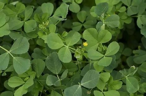 农村五种野菜,吃过三种的是农村人,城里人不淡定