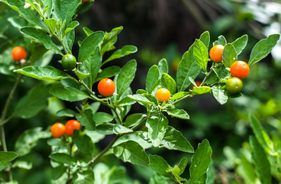 农村这种果树,老农民见了就砍,生怕小朋友把它当成野果吃!