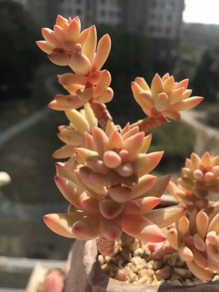 养多肉莫心急,时间是最好的证明!