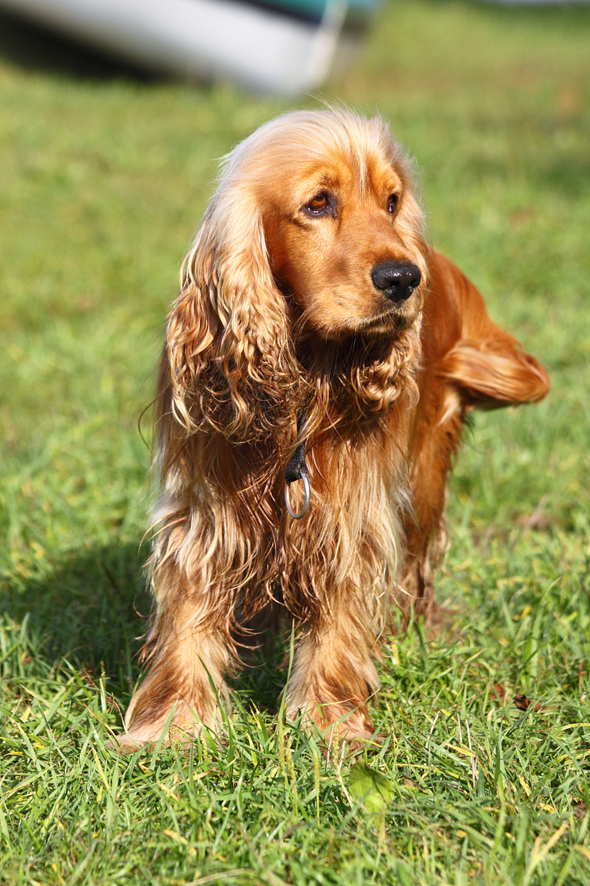 19世纪80年代早期,育种工作者在英国可卡犬的基础上,培育出美国可卡犬