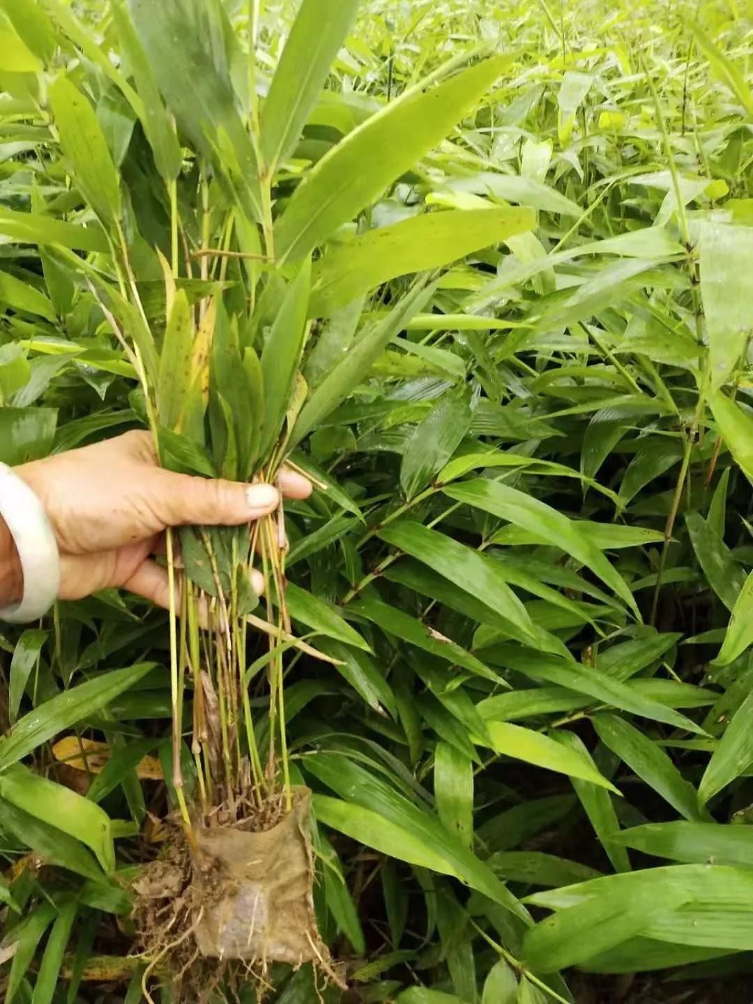 楠竹苗苗木 - 2020年最新商品信息聚合专区 - 百度爱采购