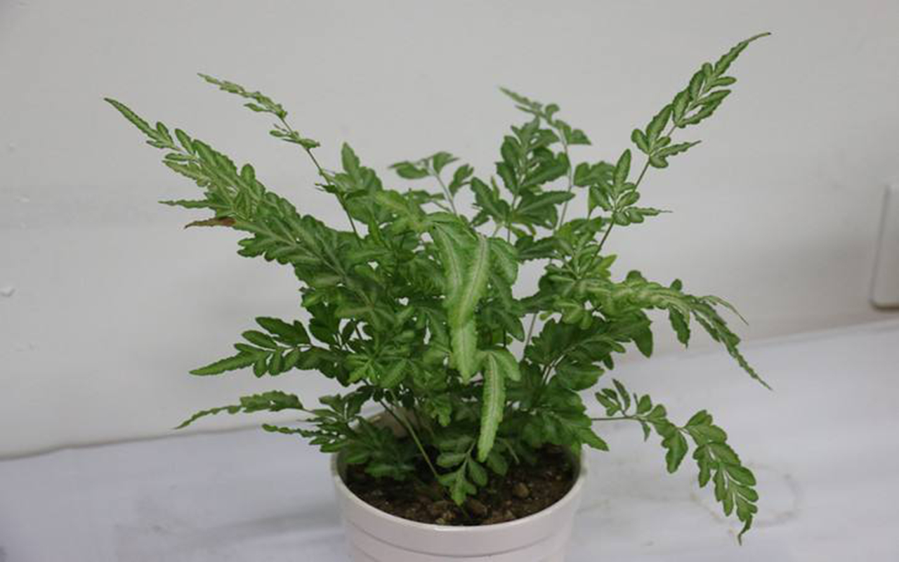 室内常见盆栽观叶蕨类植物,主要分布在我国长江以南地区