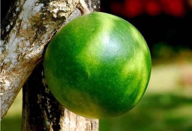 植物园里种的铁西瓜,外表坚硬,成熟后会爆裂且威力不小