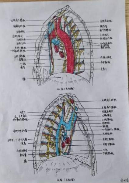 為配合好手術醫生 成都56名護士手繪解剖圖