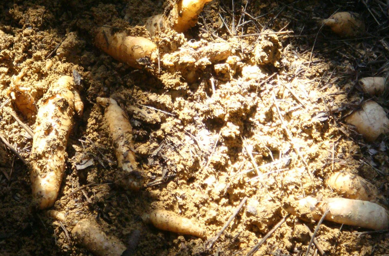 农村一种野红薯,野生的200元一斤,被挖到需要人工种植
