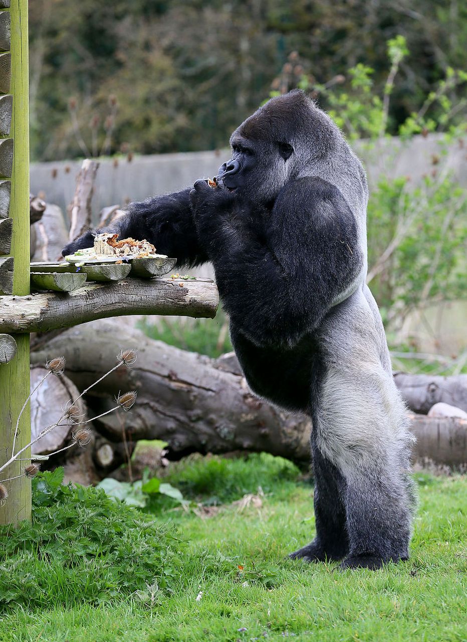 金刚银背大猩猩:猩猩界的肌肉猛男  在繁茂的热带雨林中,有一种动物以