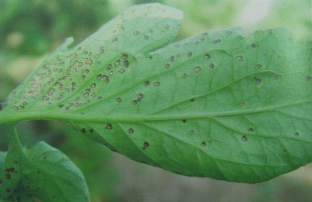 番茄灰叶斑病的诊断以及防治措施