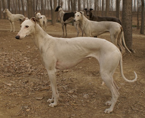 速度之王,敢于格力争锋的陕西细犬