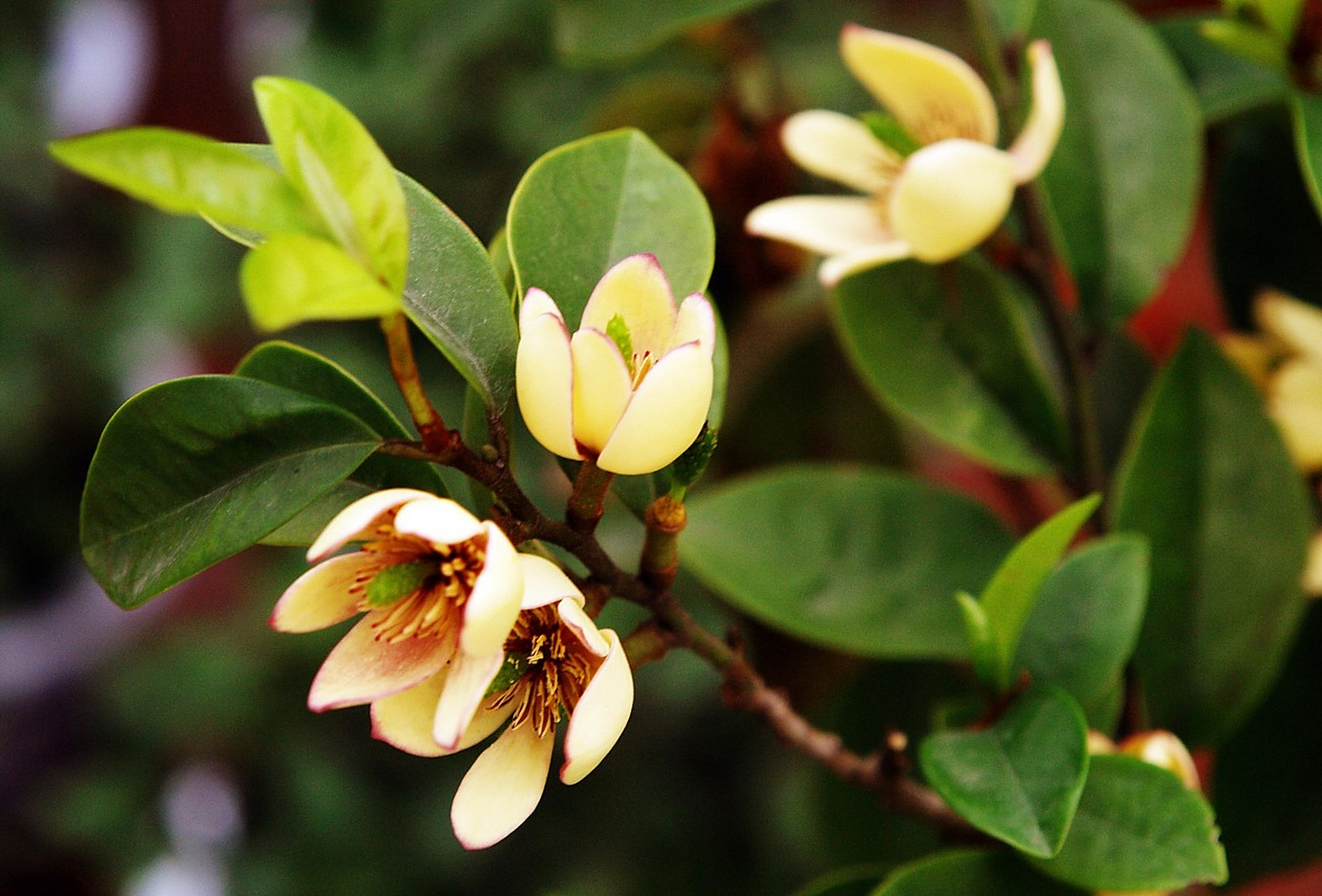 含笑花(michelia fuscata)是一种常绿灌木或小乔木,属于木兰科,又名