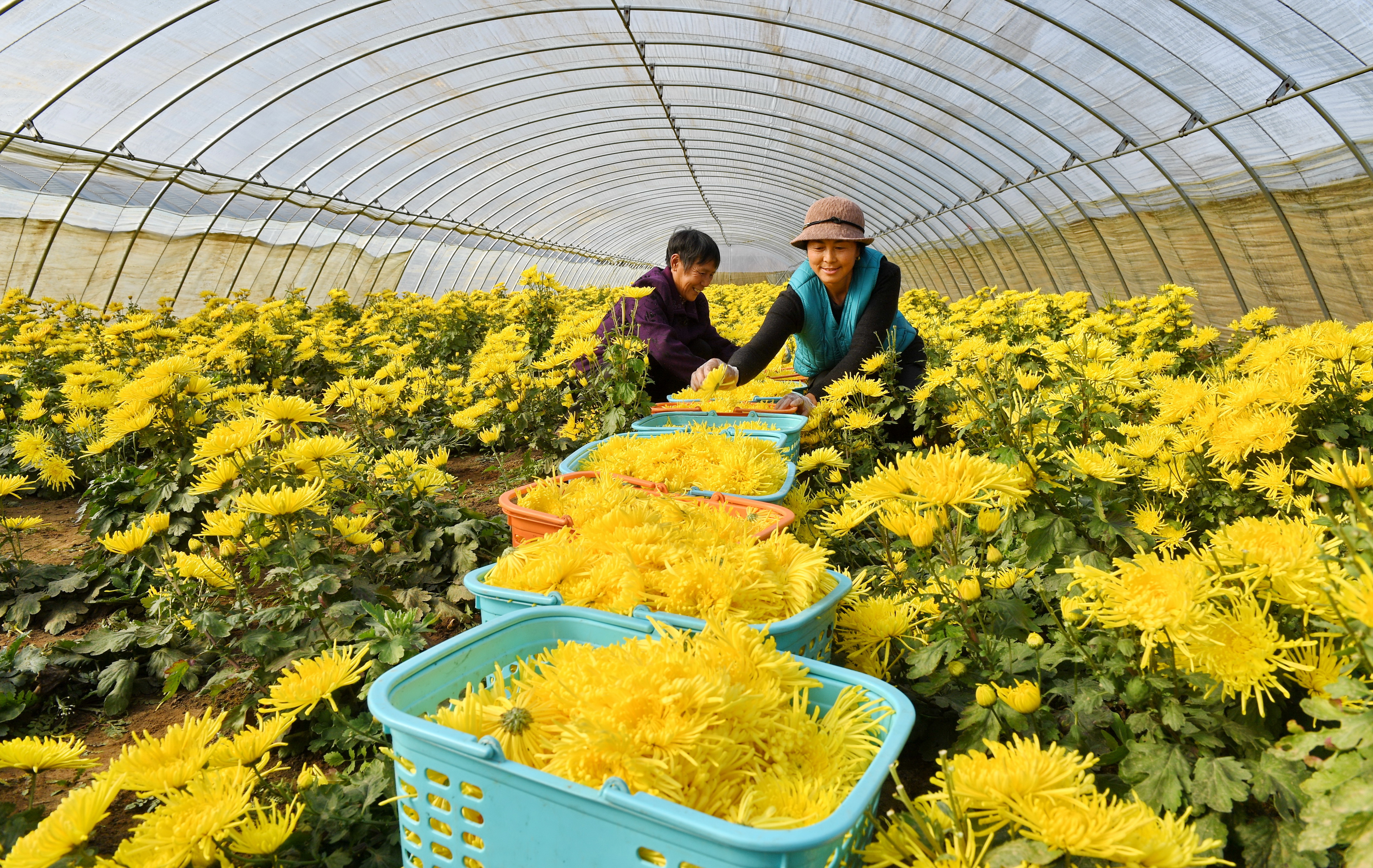 河北滦南:特色菊花种植拓宽致富路