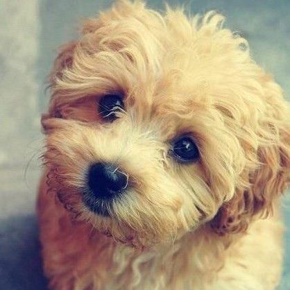 《比悲伤更悲伤的故事》,台湾年度最卖座电影