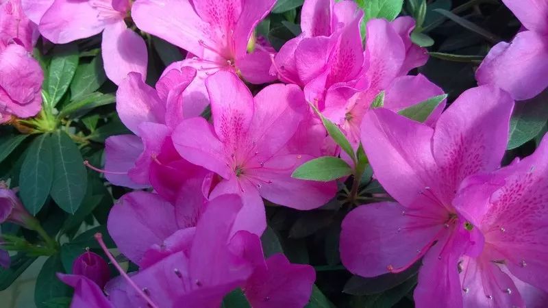 二月花事:草本花卉篇