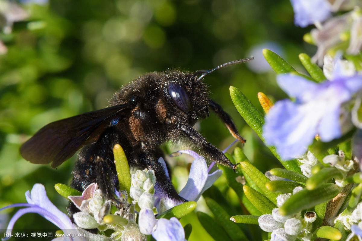大自然的故事——长腹蜂造房子