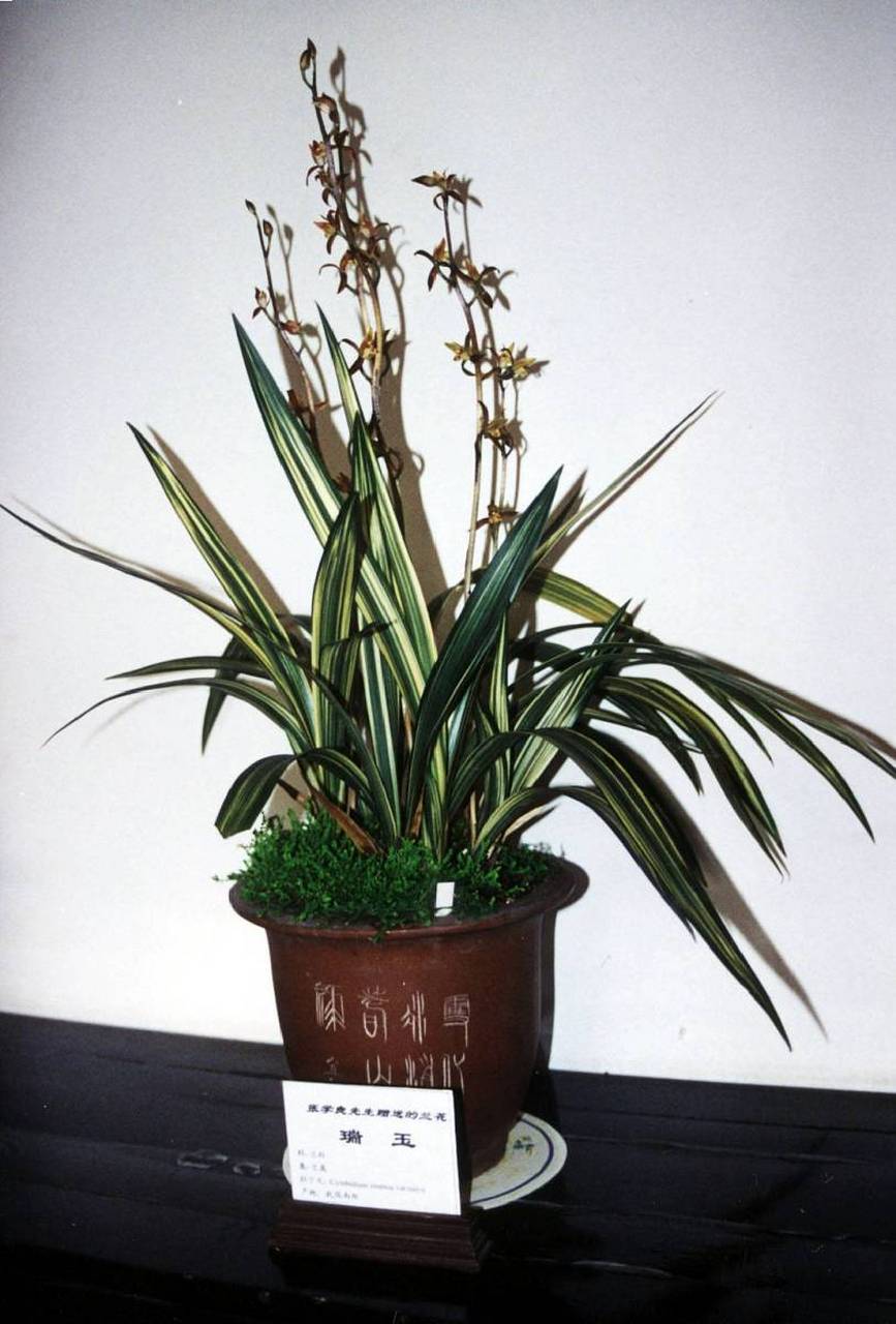 墨兰,一种极具观赏价值的兰花品种,适宜于在室内生长.