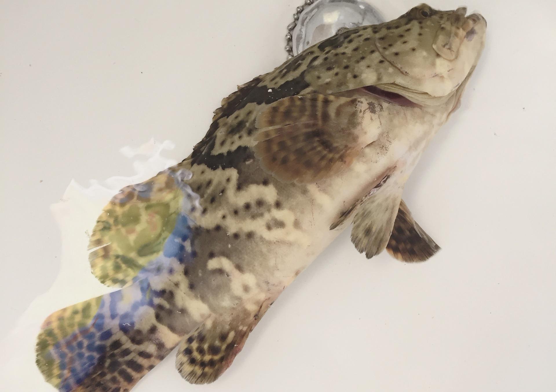 最重要的育苗阶段,注意水中的温度,才能养好老虎斑鱼