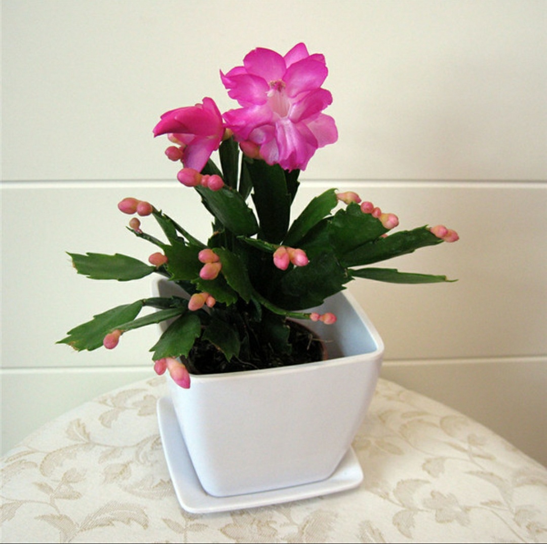 "蟹爪兰"这样养,花期长,花量大,关键"易繁殖",靠谱!