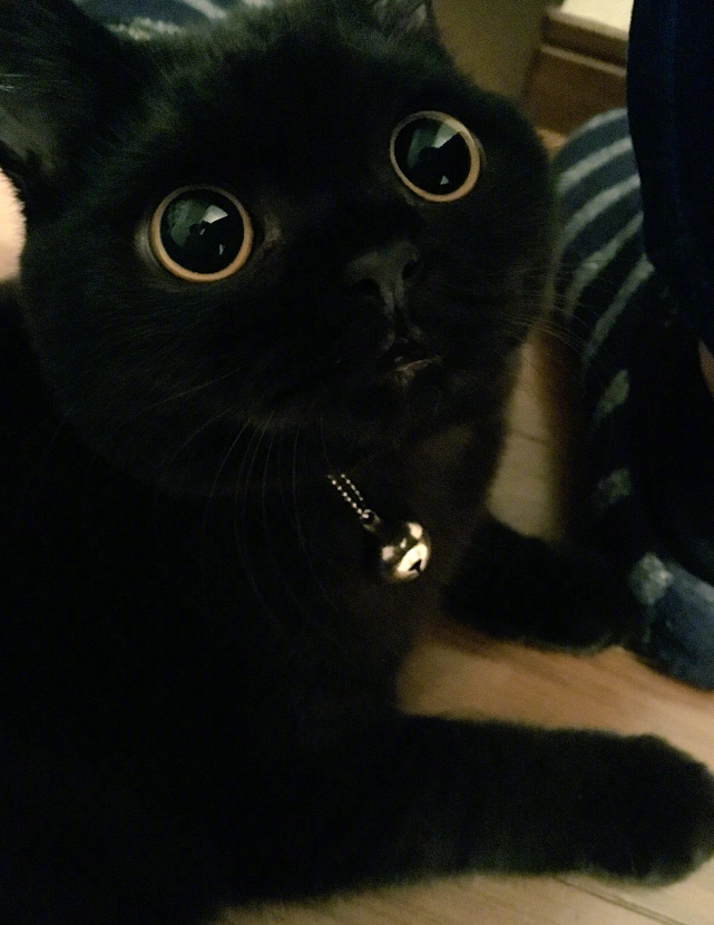 猫眼角黑色图片