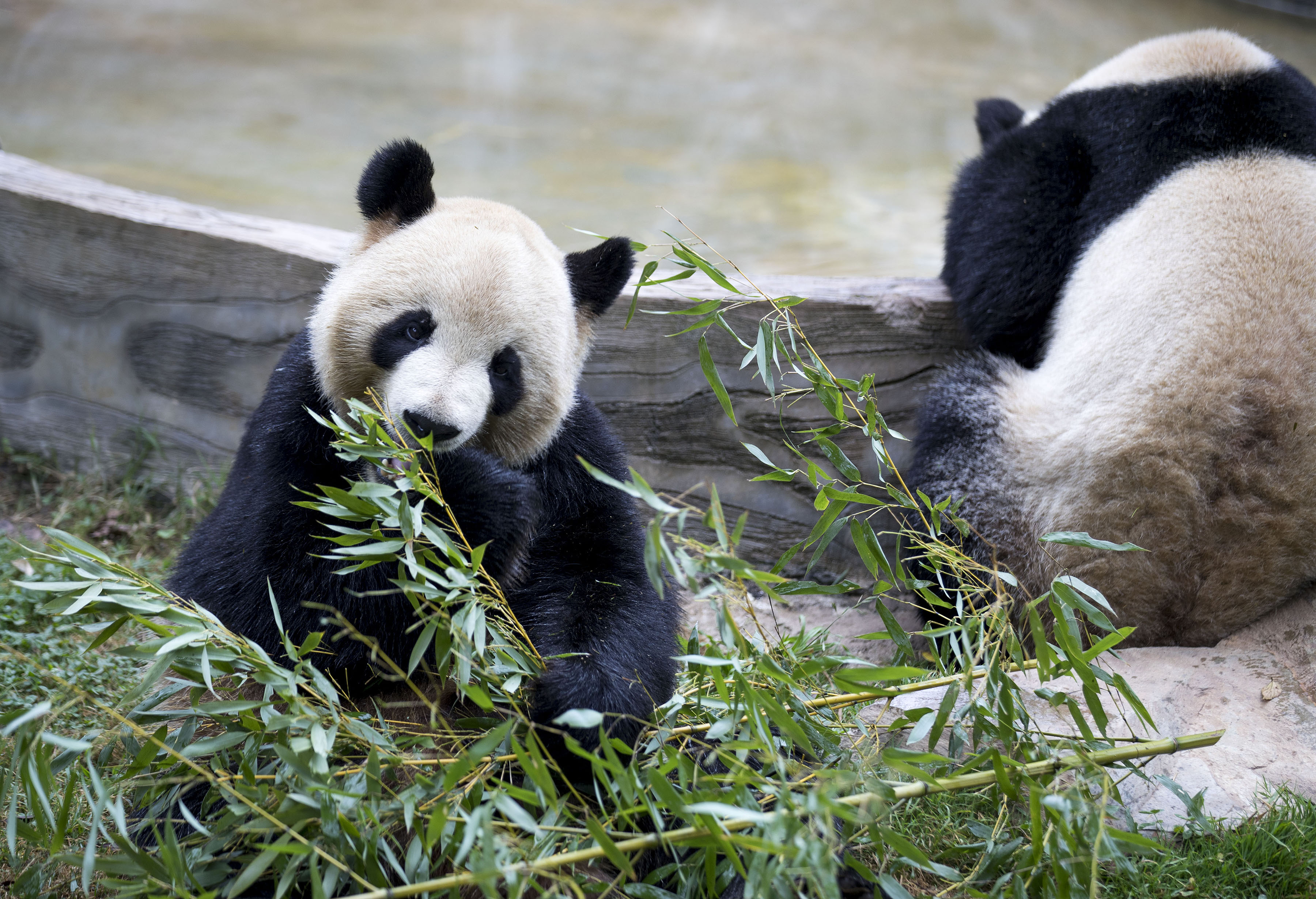 12月14日,在雲南野生動物園大熊貓館,一隻大熊貓在吃竹子.